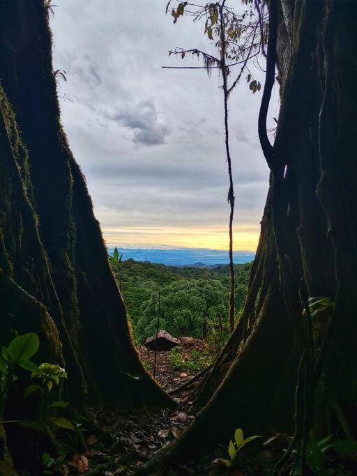 Casa Del Arbol Villa Monteverde Eksteriør bilde